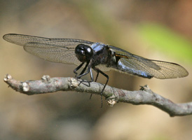 Blue Corporal